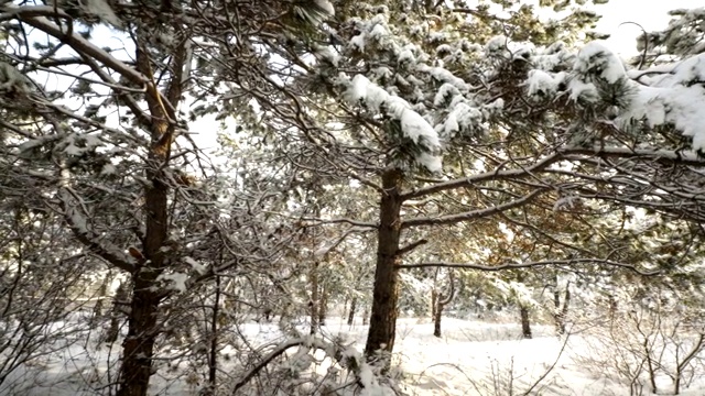 克里米亚冬季山地景观。走过白雪覆盖的松树视频素材