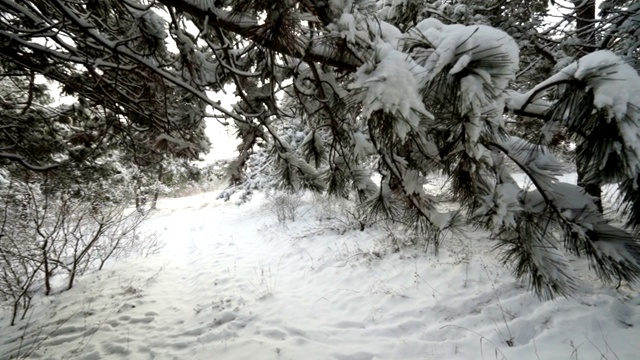 克里米亚冬季山地景观。走过白雪覆盖的松树视频素材