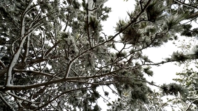 克里米亚冬季山地景观。走过白雪覆盖的松树视频素材