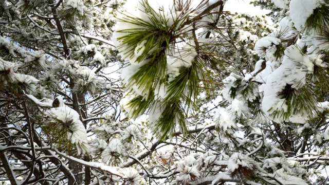 冰雪覆盖的松树在冬季森林中，在蓝天的映衬下旋转视频素材