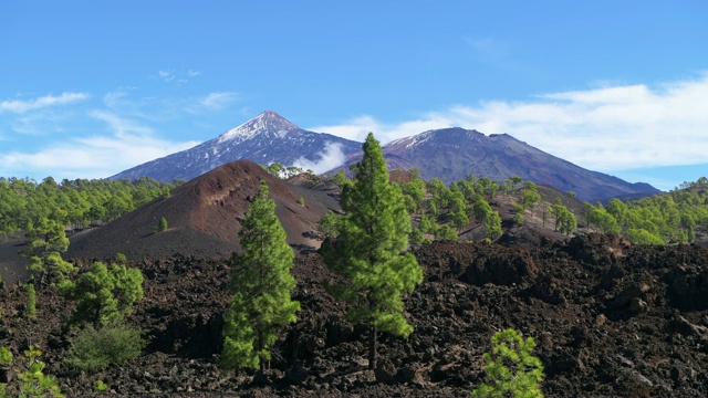 蒙大拿州萨马拉的泰德国家公园里的泰德火山松树。泰德岛，泰德国家公园，特内里费，加那利群岛，西班牙。视频素材