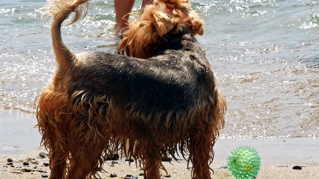 沙滩上的小约克郡犬视频素材