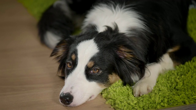 澳大利亚牧羊犬在家视频素材