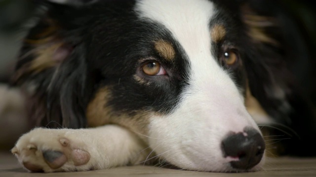 澳大利亚牧羊犬在家视频素材