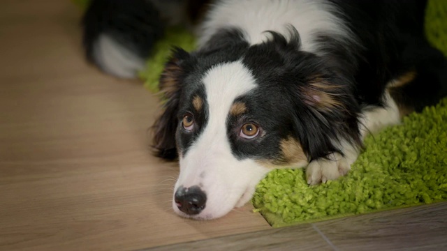 澳大利亚牧羊犬在家视频素材