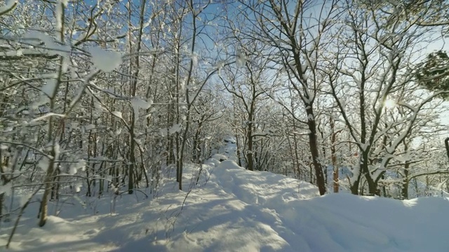 冬天森林被雪覆盖视频素材