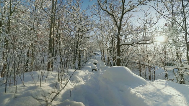 冬天森林被雪覆盖视频素材