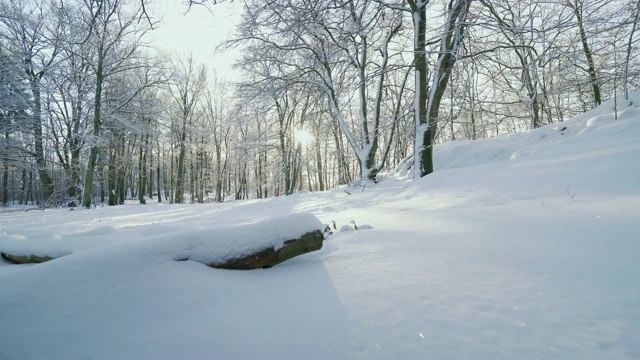 冬天森林被雪覆盖视频素材