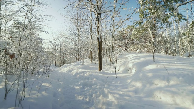 冬天森林被雪覆盖视频素材