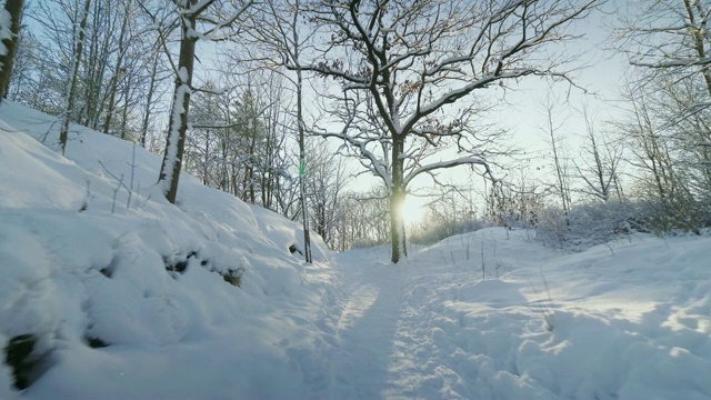 冬天森林被雪覆盖视频素材