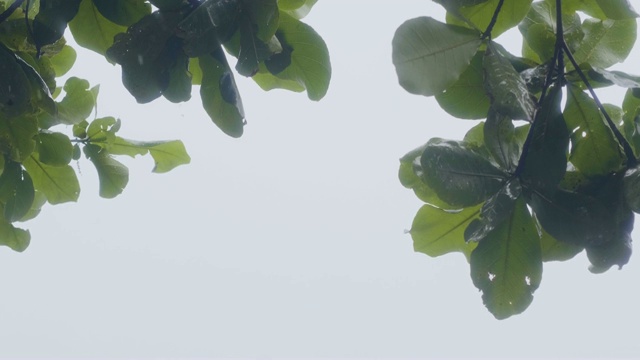 夏树的绿枝，雨点落在灰色的天空背景上。潮湿的树枝和树叶，而雨在阴天景观。视频素材