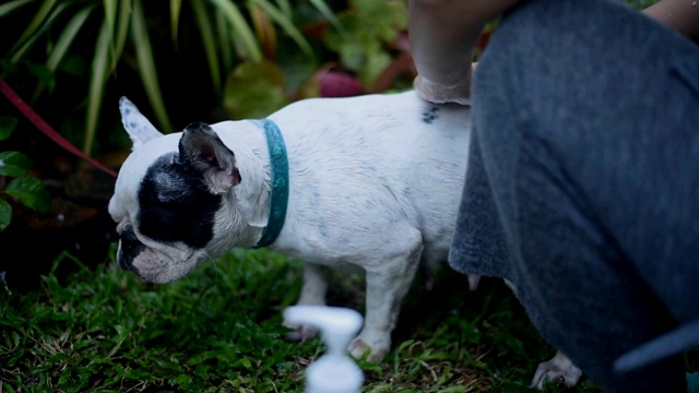 一只法国斗牛犬正在花园里洗澡。视频素材