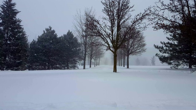 暴风雪与常青树暴风雪。下雪的自然场景与树木区域。北方天气下雪，风景秀丽。视频素材