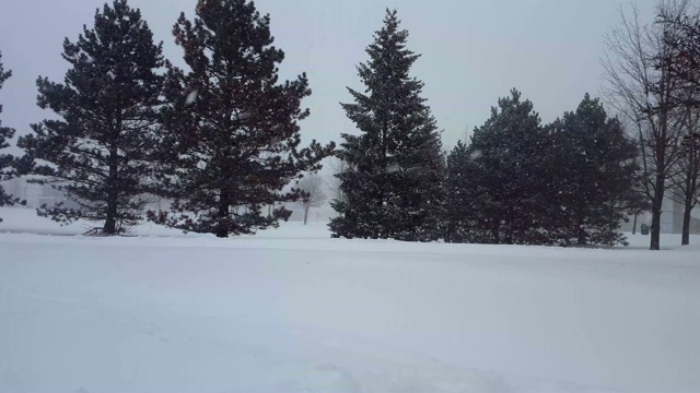 暴风雪与常青树暴风雪。下雪的自然场景与树木区域。北方天气下雪，风景秀丽。视频素材