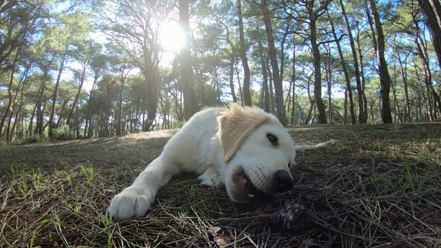 在森林里的小狗是一只拉布拉多犬视频素材