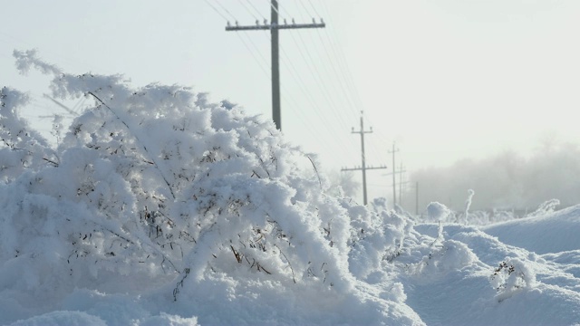 美丽的冬天，铁路上覆盖着霜雪的树枝和植物在输电线路的背景下视频素材