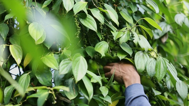 农民在田间采摘辣椒是胡椒科开花藤科的一种干辣椒，是作为香料和调味用的干辣椒粉，是收获季节的调味品。视频素材