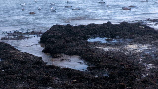 海鸟、鸭子和海鸥在海里游泳。日落时分沙滩上的卡姆卡海草。视频素材