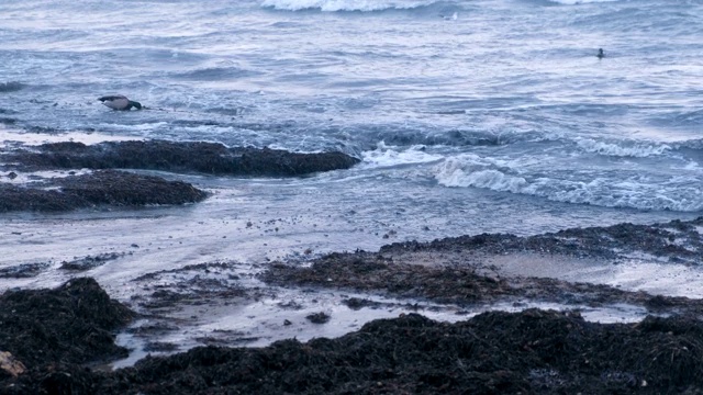 海鸟、鸭子和海鸥在海里游泳。日落时分沙滩上的卡姆卡海草。视频素材