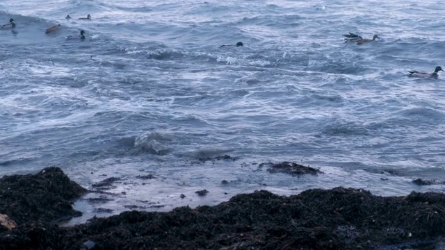 海鸟、鸭子和海鸥在海里游泳。日落时分沙滩上的卡姆卡海草。视频素材