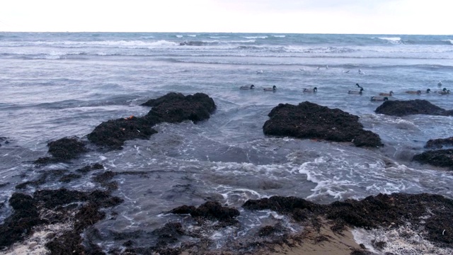 海鸟、鸭子和海鸥在海里游泳。日落时分沙滩上的卡姆卡海草。视频素材