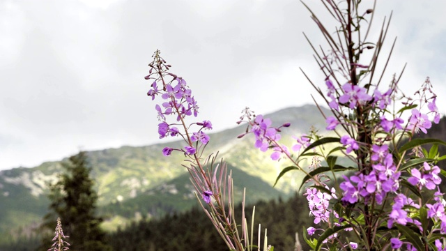 4、山上花，蓝师在细部，山在天边视频素材