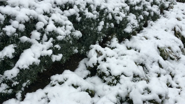 花园里正在下雪视频素材