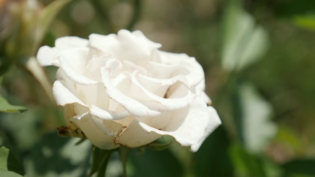 白玫瑰花蕾自然和花园里的植物特写4K 2160 30fps超高清镜头-植物蔷薇科品种花美丽的植物背景3840X2160超高清视频视频素材