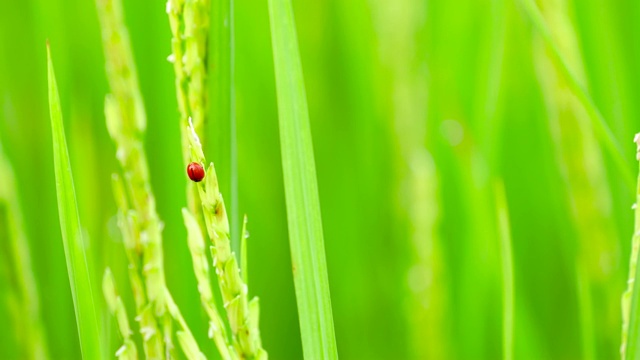 绿草上的瓢虫视频素材