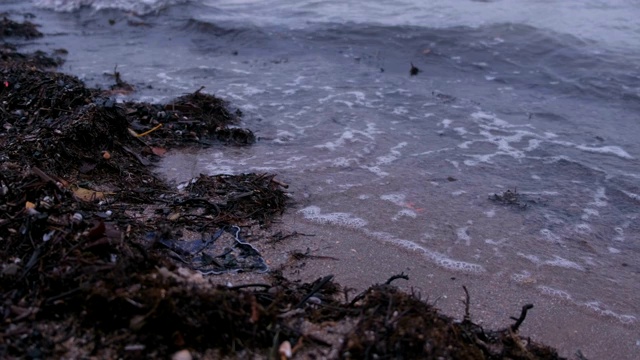 日落时分沙滩上的卡姆卡海草。视频素材