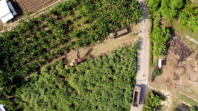 甘蔗收获机正在种植园中收获视频素材