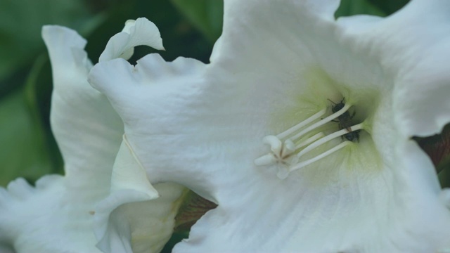 蜜蜂从花中走出来视频素材