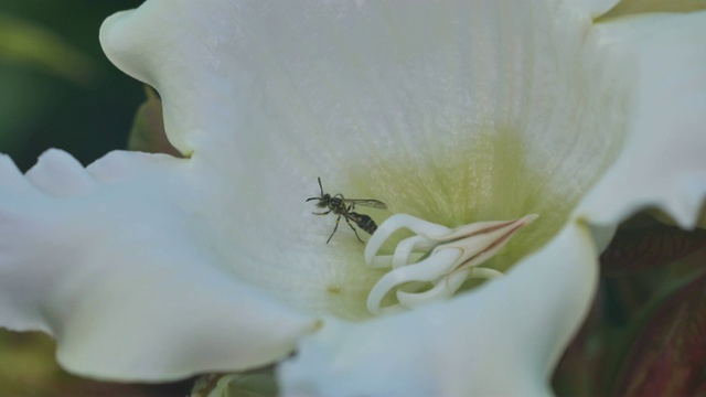 蚜虫黄蜂从花里出来了视频素材