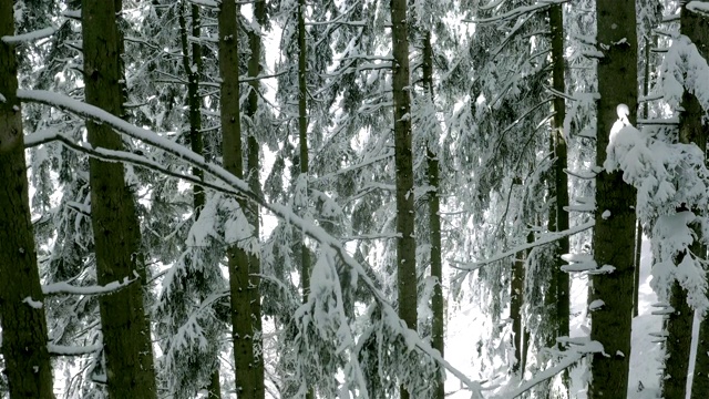 皑皑白雪覆盖着森林视频素材