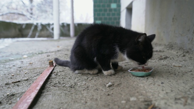 喂流浪猫。流浪猫吃湿罐头给猫吃。视频素材