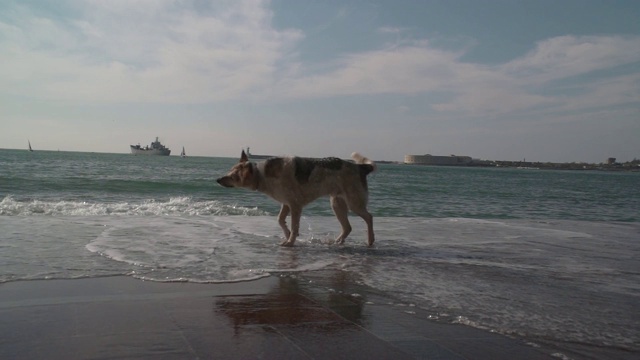 狗和海视频下载