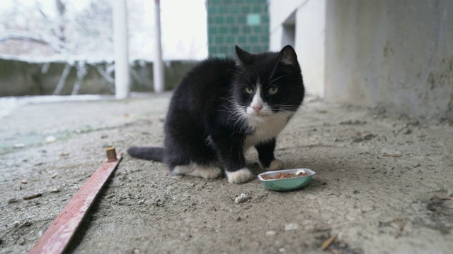 喂流浪猫。流浪猫吃湿罐头给猫吃。视频素材