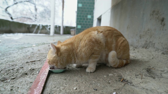 喂流浪猫。流浪猫吃湿罐头给猫吃。视频素材