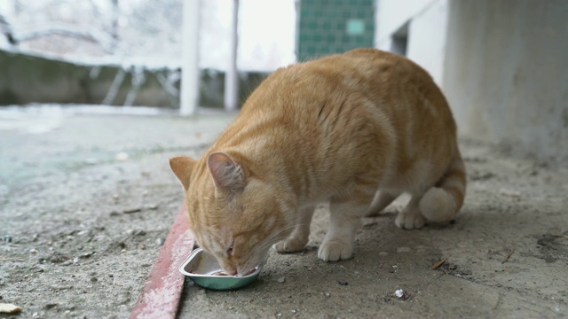 喂流浪猫。流浪猫吃湿罐头给猫吃。视频素材