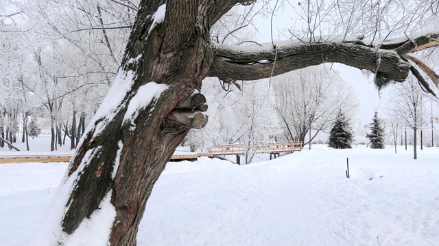 被白雪覆盖的城市公园视频素材