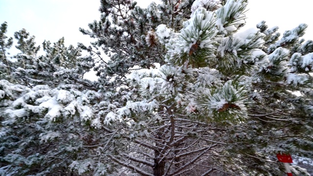 冬季森林。白雪覆盖的松树的万向稳定器运动。视频素材