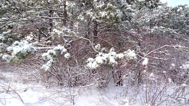 走在雪道上穿过冬天的森林视频素材