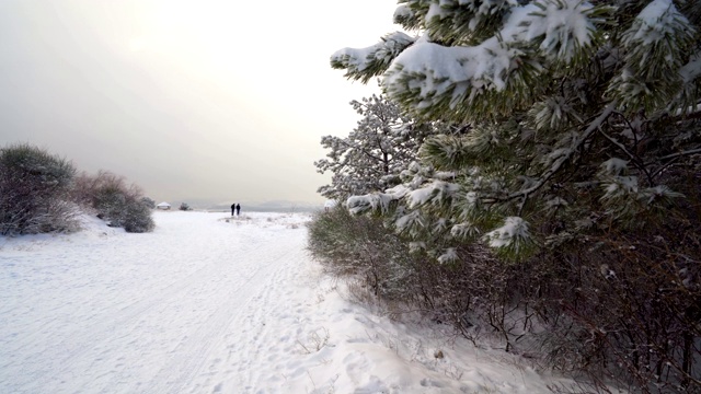 两个人沿着积雪的道路穿过冬天的森林视频素材