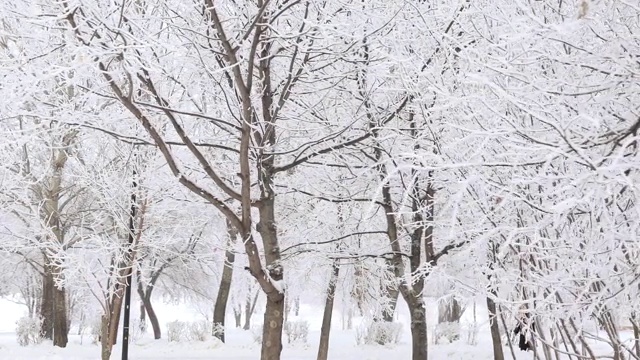 被白雪覆盖的城市公园视频素材