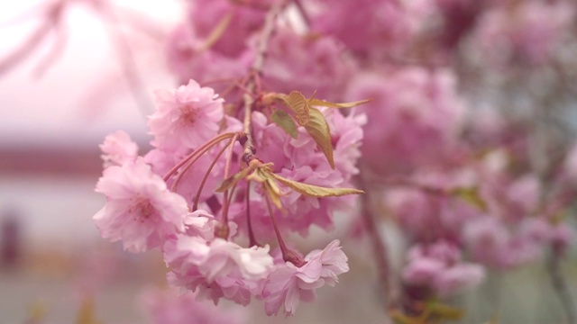 樱花视频素材