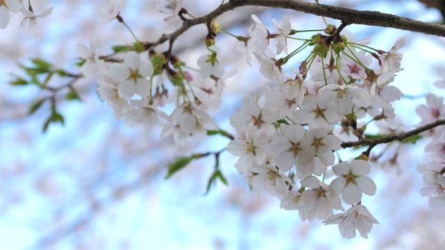 樱花视频素材