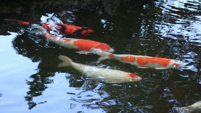 在日本静冈县玉室村池塘里游泳的鲤鱼视频素材