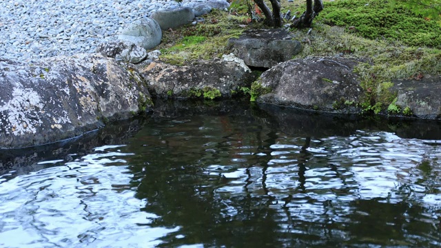 在日本静冈县玉室村池塘里游泳的鲤鱼视频素材