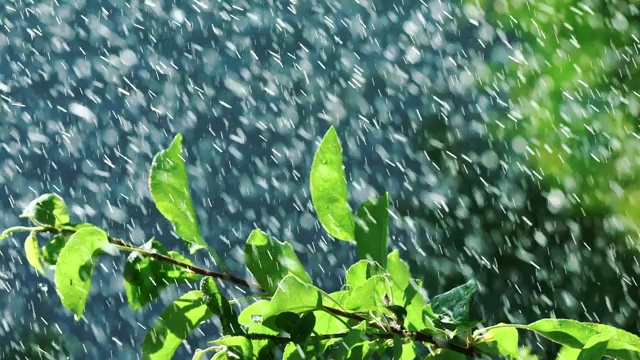 植物和草坪的自动灌溉系统。视频素材