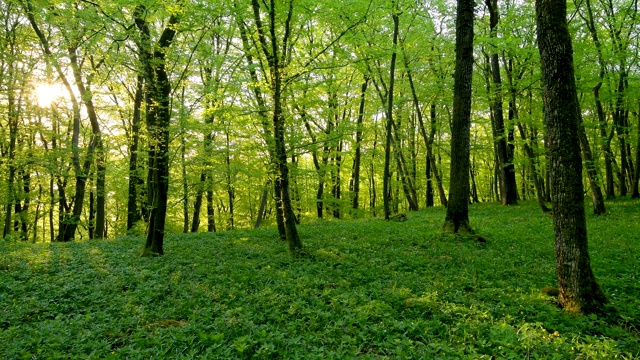 春天阳光明媚的落叶林，索登堡，哈梅尔堡，巴达基辛根区，Rhön，德国巴伐利亚州视频素材